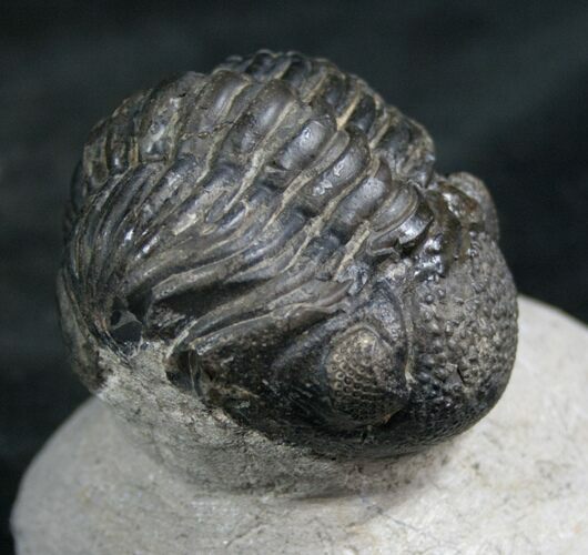 Bargain Phacops Trilobite From Morocco - #7954